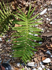 Pelazoneuron puberulum