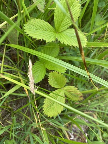 Fragaria nipponica, photograph 6
