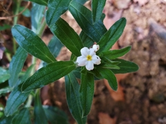 Lithospermum calcicola