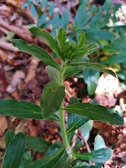 Lithospermum calcicola