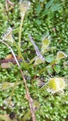 Drosera stenopetala
