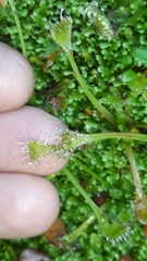 Drosera stenopetala