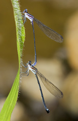 Argia nigrior