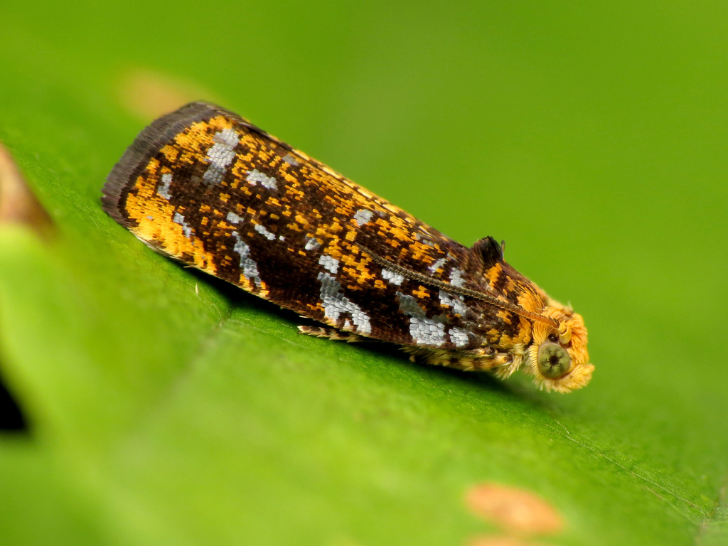 Olethreutes auricapitana