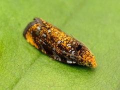 Olethreutes auricapitana