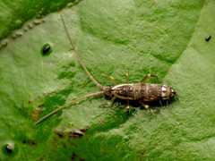 Pogonognathellus elongatus