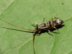 Pogonognathellus elongatus