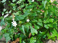 Mimophytum cardiophyllum