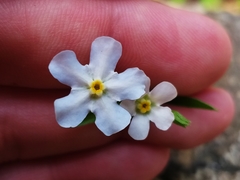 Mimophytum cardiophyllum