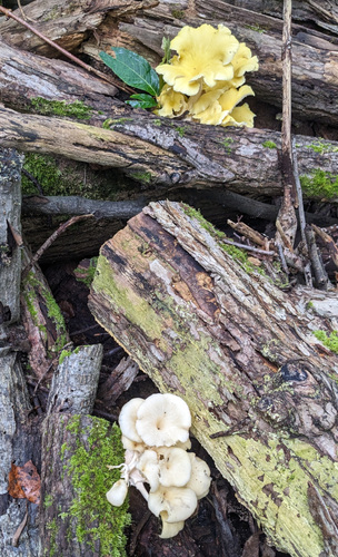 Pleurotus citrinopileatus