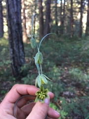 Fritillaria micrantha
