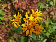 Packera coahuilensis