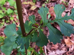 Packera coahuilensis