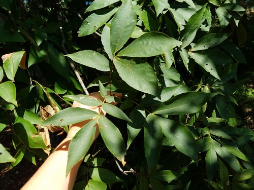 Sand hickory (Carya pallida)