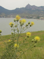 Centaurea salonitana