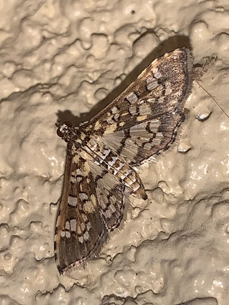 Stained-glass Moth from State Highway 35, Alvin, TX, US on August 31 ...