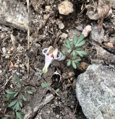 Dicentra uniflora