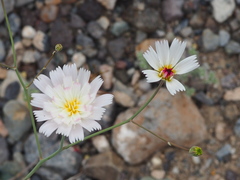 Atrichoseris platyphylla