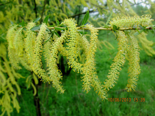 Baltasis gluosnis nuotrauka