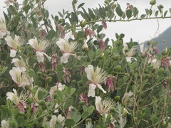 Capparis spinosa herbacea