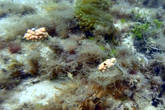 Pyura gibbosa