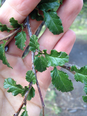 Nothofagus antarctica