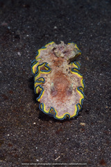 Glossodoris