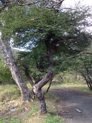 Nothofagus antarctica