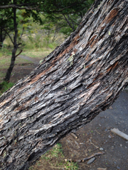 Nothofagus antarctica