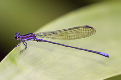 Argia nigrior