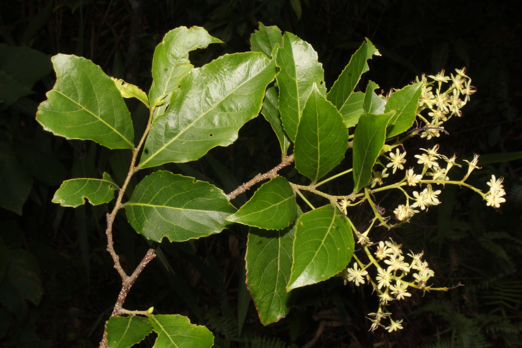 Homalium cochinchinensis (Homalium cochinchinensis)