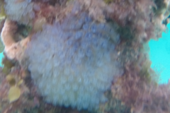 Clavelina moluccensis