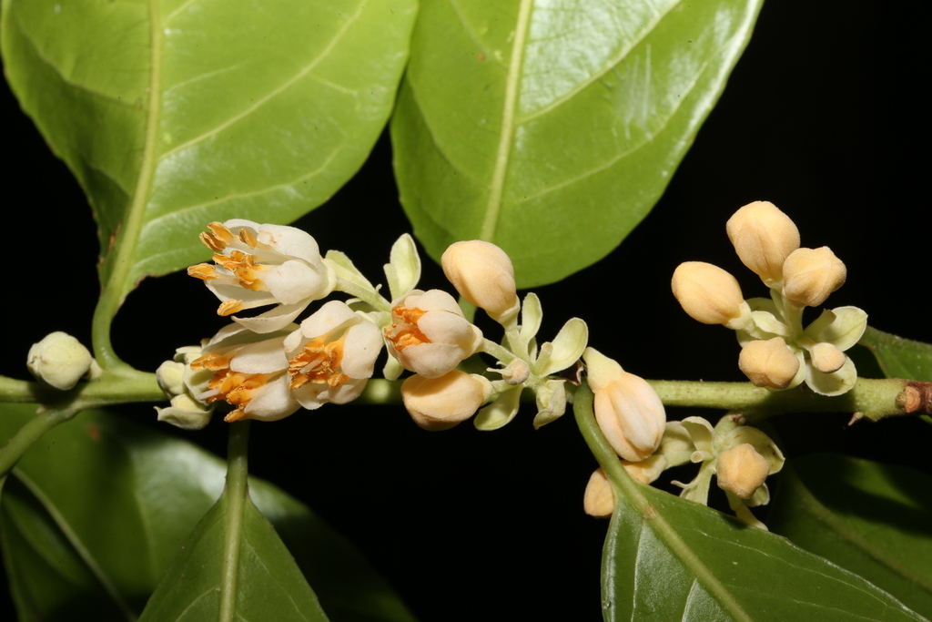 Rehderodendron truongsonense