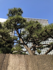 Pinus densiflora