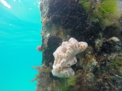 Aplidium opacum