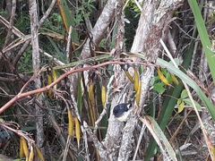 Petroica macrocephala