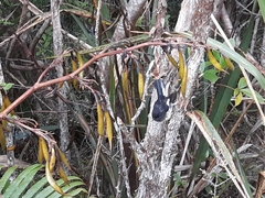 Petroica macrocephala