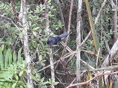 Petroica macrocephala