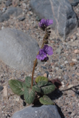 Phacelia calthifolia
