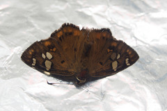 Coladenia indrani