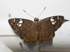 Coladenia indrani