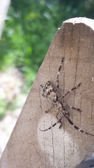 Hexatricha pulverulenta