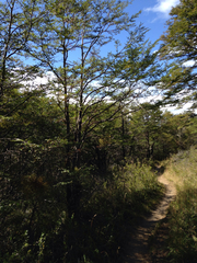 Nothofagus antarctica