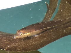 Manacled Sculpin photo 2