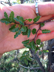Nothofagus antarctica