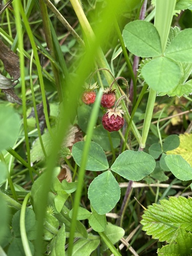 Fragaria nipponica, photograph 4