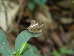 Abisara neophron