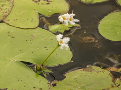 Nymphoides