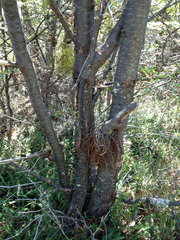 Nothofagus antarctica