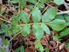 Acaena ovalifolia